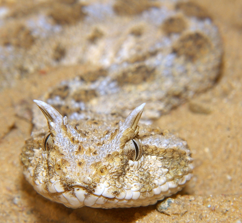 1,0 Cerastes cerastes Foto & Bild tiere, haustiere, terraristik