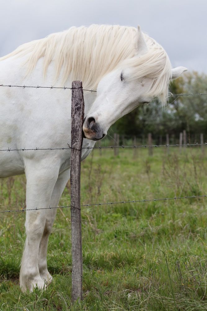 10 Cheval de Camargue