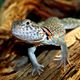 1,0 Crotaphytus collaris Wichita Mountains