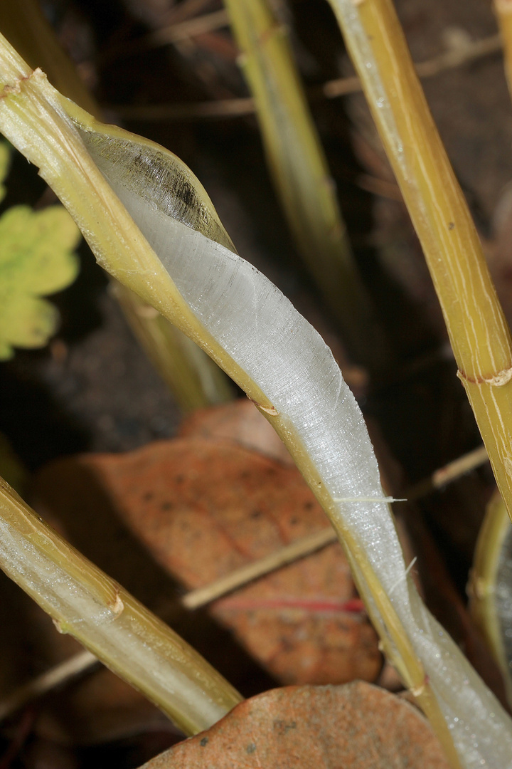 (10) Das seltene BANDEIS (ice ribbons, ein Basikryogen) im Garten !!!