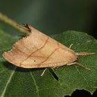 10 - Der Birken-Sichelflügler, der auf Bild 3 auf dem Blatt zu sehen war ...