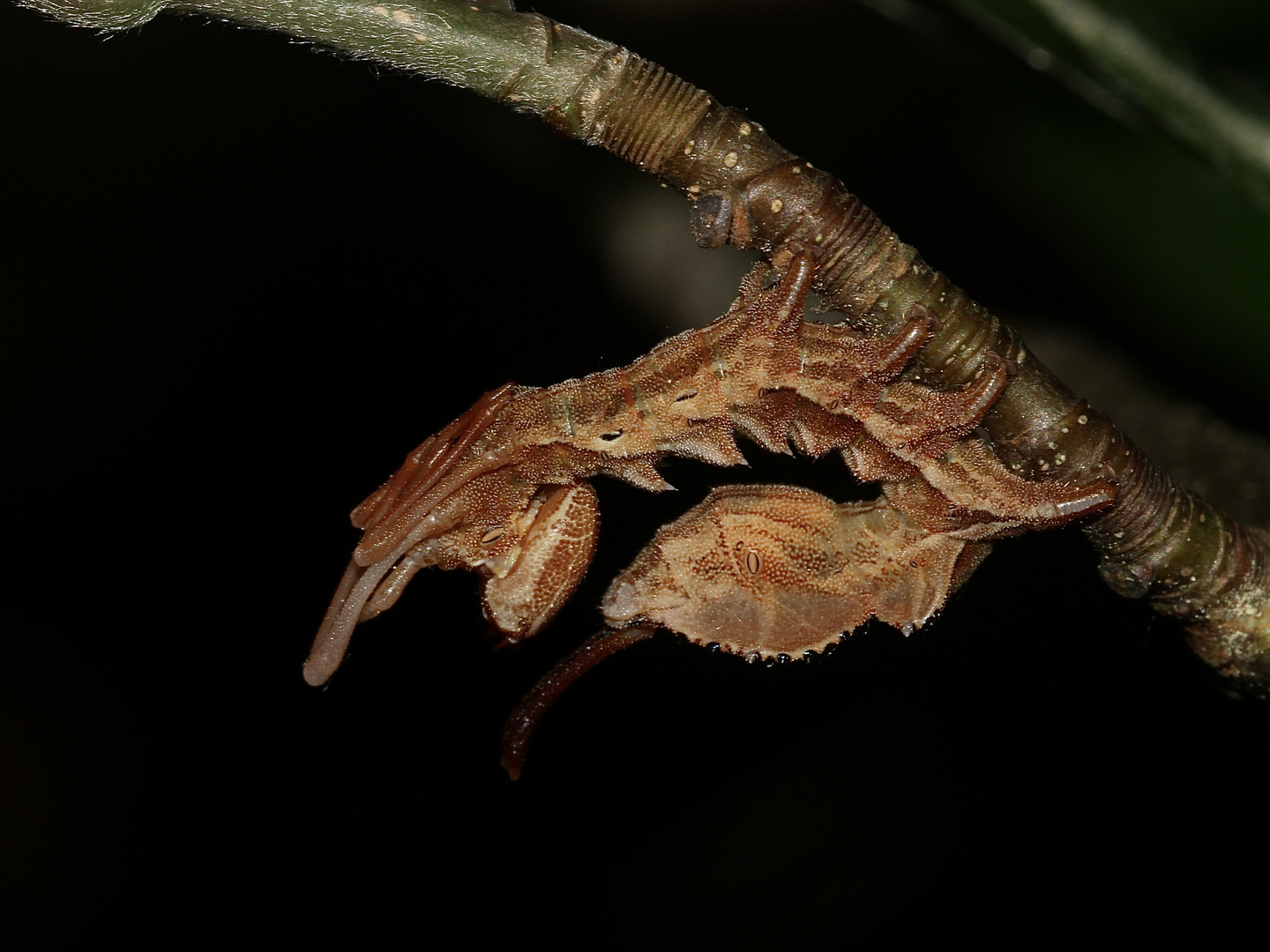 (10) Der Buchen-(Zahn-)Spinner, Raupe im 3. Larvenstadium = L3