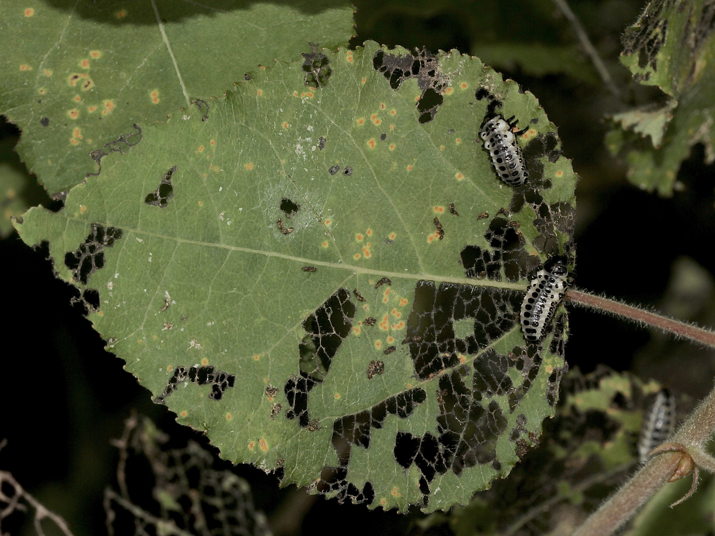 (10) DER GROSSE PAPPELBLATTKÄFER (CHRYSOMELA POPULI)