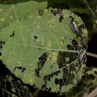 (10) DER GROSSE PAPPELBLATTKÄFER (CHRYSOMELA POPULI)