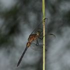 (10) Der Kleine Blaupfeil (Orthetrum coerulescens) - Fortsetzung von 2021