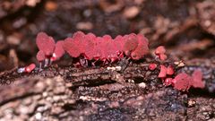 (10) Der Schleim"pilz" ARCYRIA DENUDATA