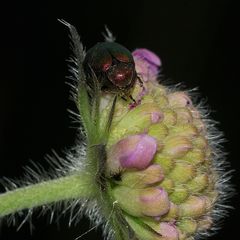 (10) Der Seidenhaarige Fallkäfer (Cryptocephalus sericeus)