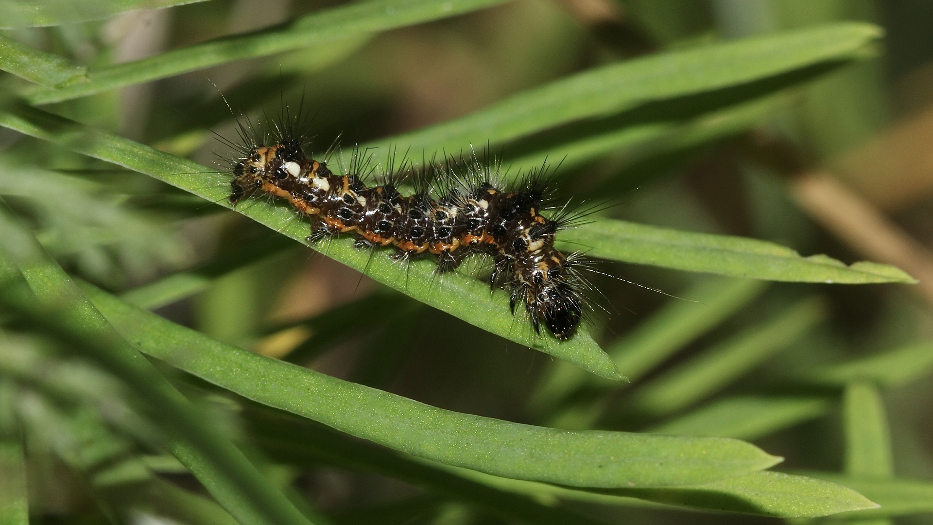 (10) Die Ampfer-Rindeneule (Acronicta rumicis)