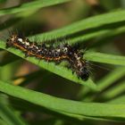 (10) Die Ampfer-Rindeneule (Acronicta rumicis)