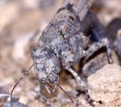 (10) Die Blauflügelige Sandschrecke (Sphingonotus caerulans) ...