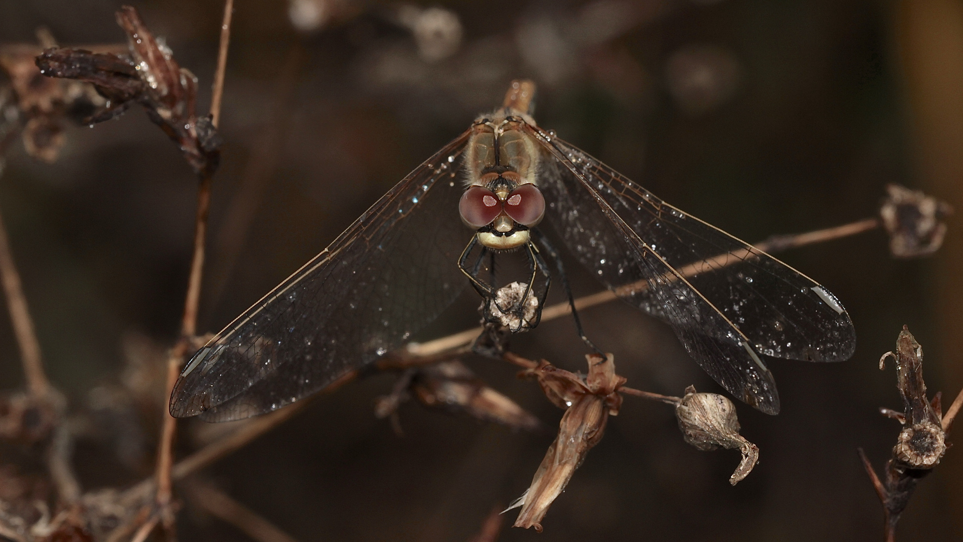 (10) Die Frühe Heidelibelle (Sympetrum fonscolombii)