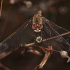 (10) Die Frühe Heidelibelle (Sympetrum fonscolombii)