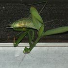 (10) Die Gemeine oder Europäische GOTTESANBETERIN (Mantis religiosa)