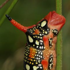 (10) Die knallbunte Raupe des Wolfsmilchschwärmers (Hyles euphorbiae), ...