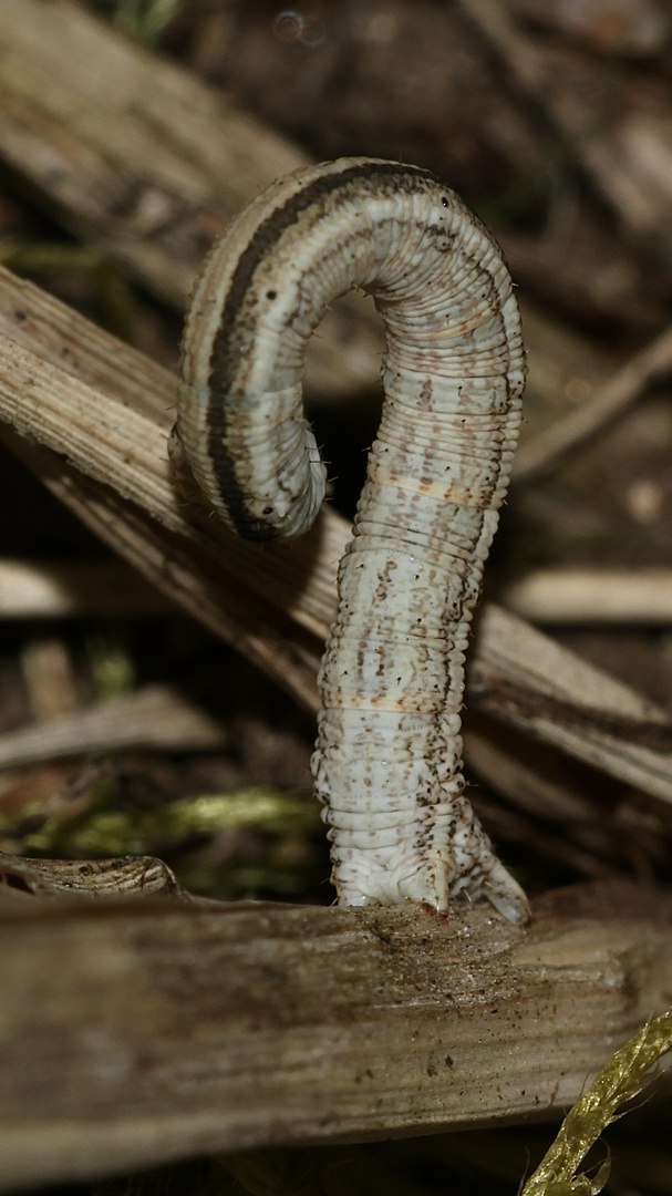 (10) Die Raupe des Marmorierten Kleinspanners (Scopula immorata)