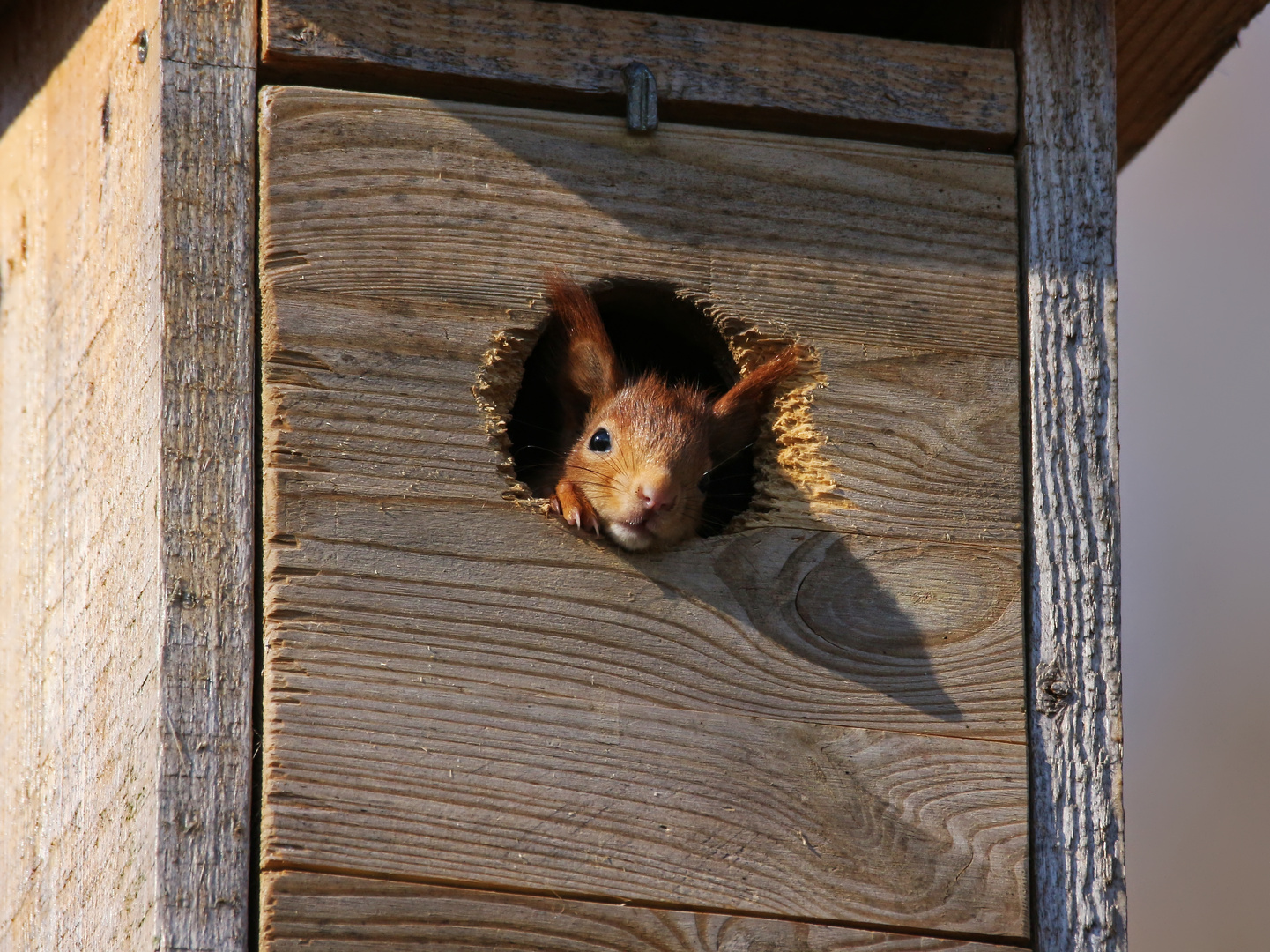 10 Eichhörnchen: Neugieriges Jungtier (2022_03_27_0204_ji)