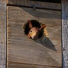 10 Eichhörnchen: Neugieriges Jungtier (2022_03_27_0204_ji)