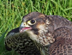 1,0 Falco peregrinus - Wanderfalke im Jugendkleid und...