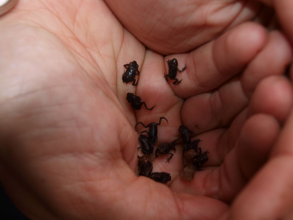 10 Froschbabys auf einer Hand