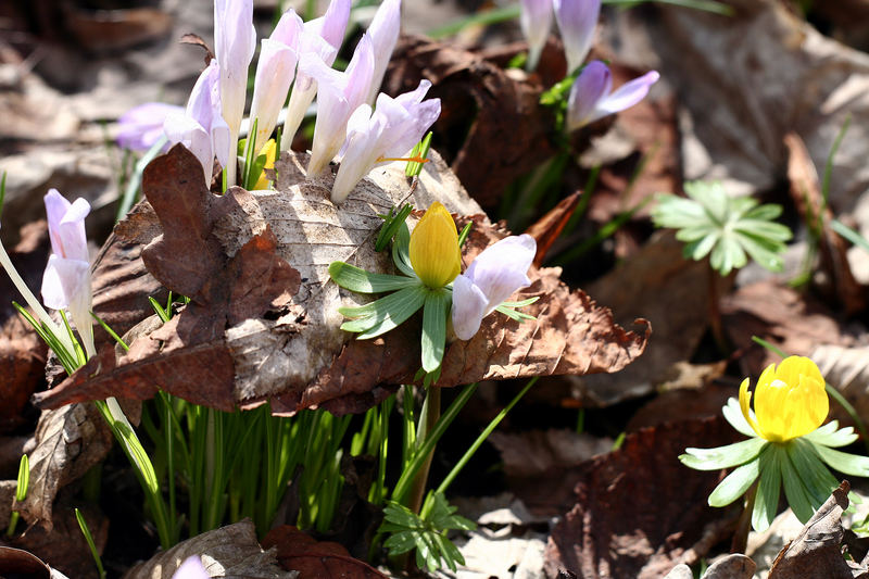 1:0 für den Frühling