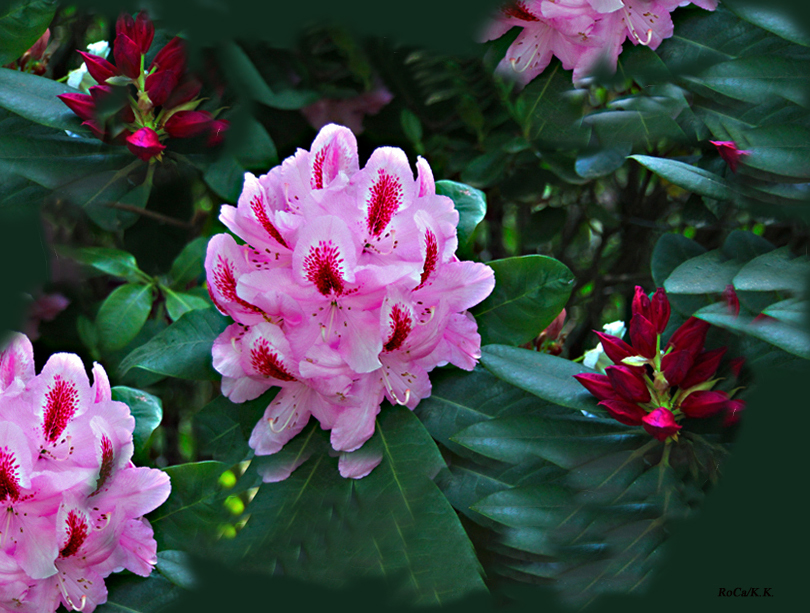 1:0 für den Rhododendron