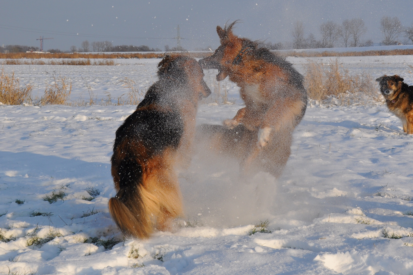 -10 Grad und Pulverschnee......SUPER