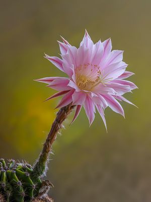 10 h nach dem Öffnen der Blüte