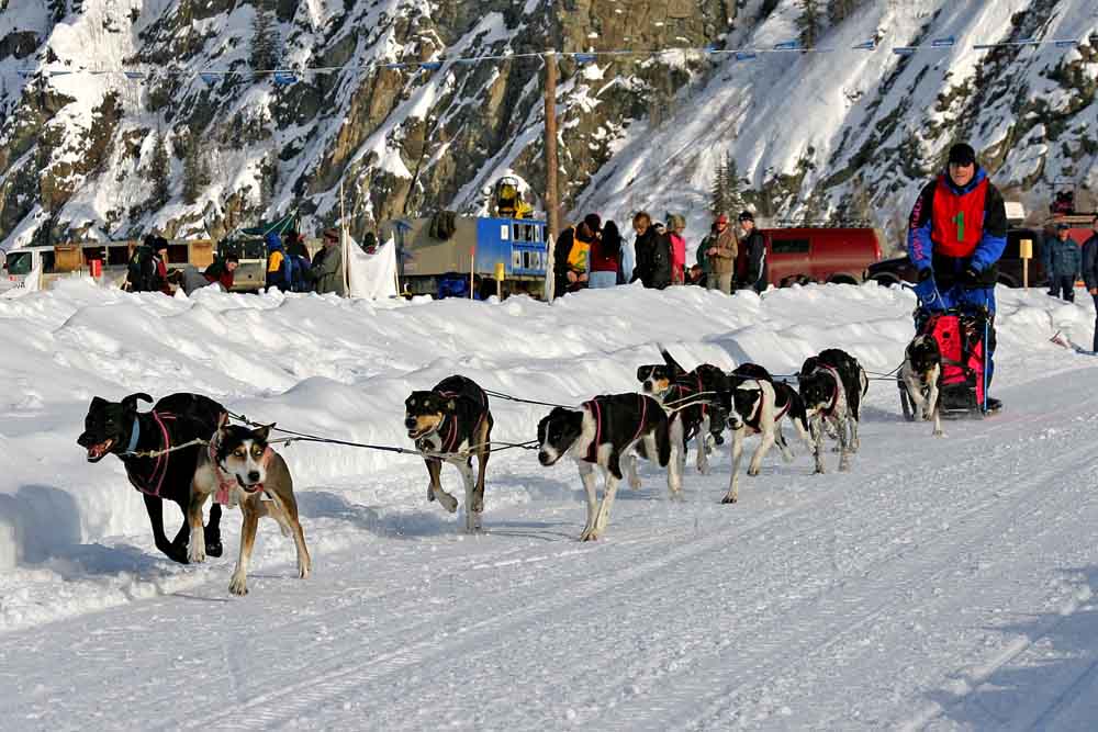 10 Hunde und ein Mann