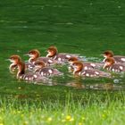 10 kleine Gänsesäger