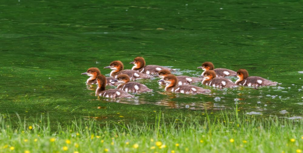 10 kleine Gänsesäger