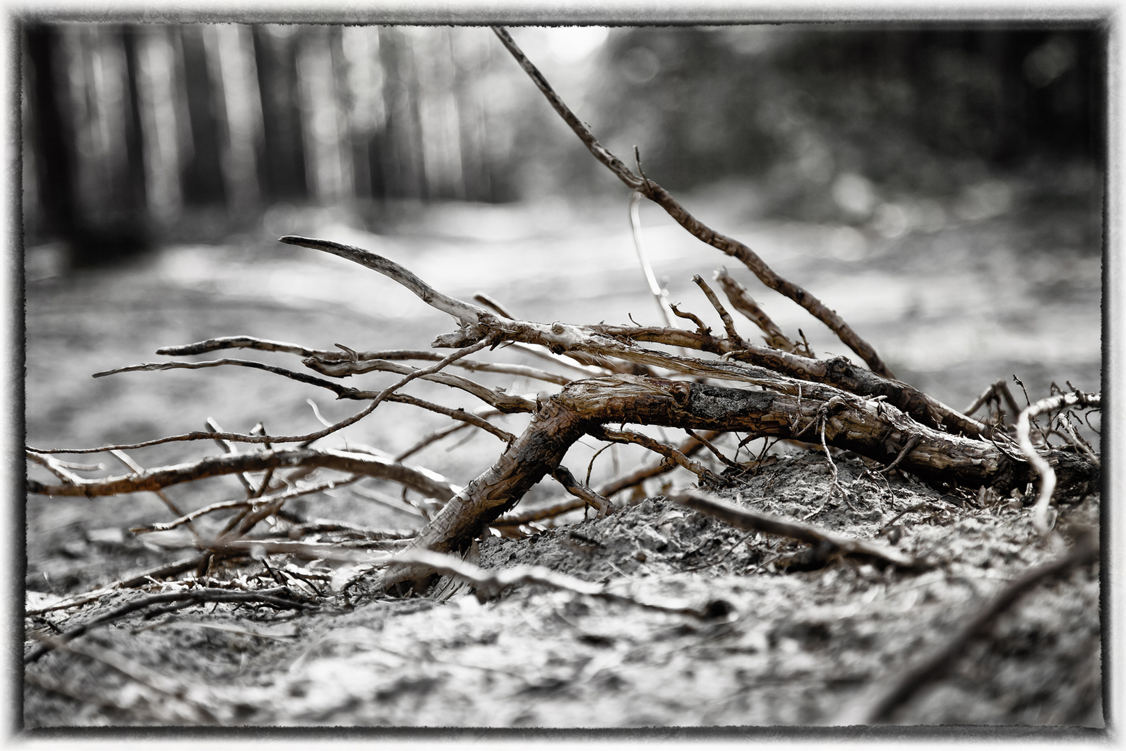 10 Km Wald bis Potsdam, da findet man immer Motive