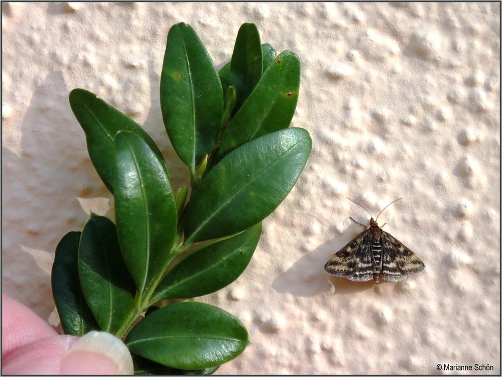 10 mm Schmetterling