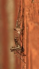 (10) PHILODROMUS MARGARITATUS - Für Anna-Dora Sartorio, unsere "grande dame" der Naturfotografie, ..