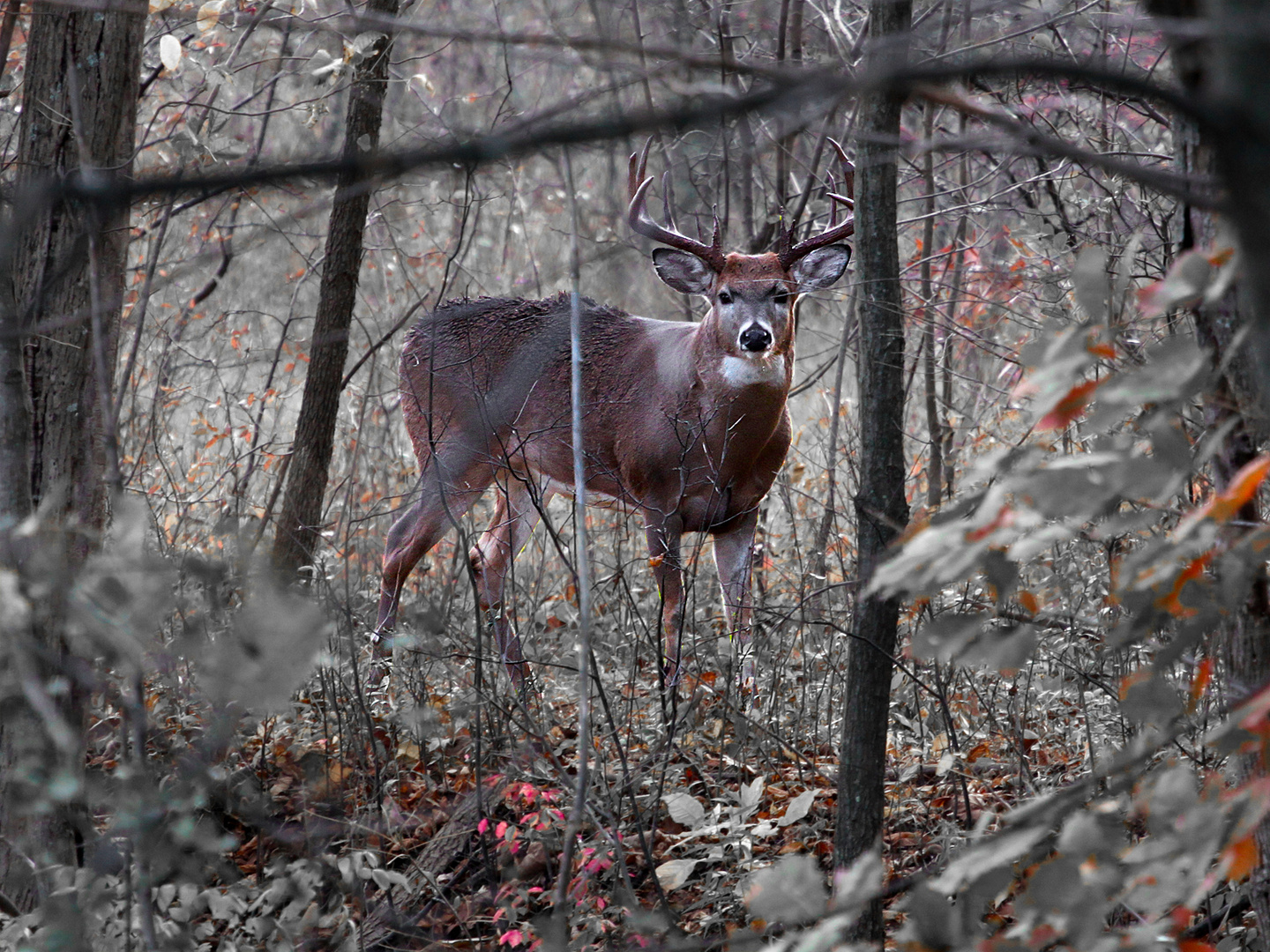 10 Point Whitetail Buck