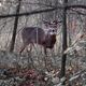 10 Point Whitetail Buck