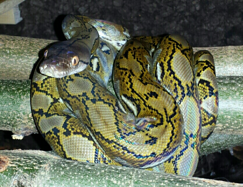 1.0 Python reticulatus kayuadi