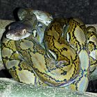 1.0 Python reticulatus kayuadi