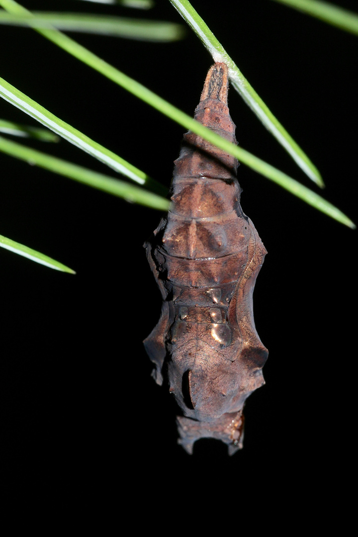 (10) Raupen und eine Puppe des C-Falters (Polygonia c-album)