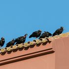 10 schwarze Rappen stehen auf dem Dach...