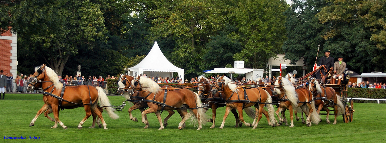 10 Spänner Haflinger