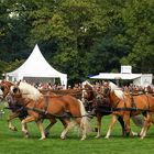 10 Spänner Haflinger