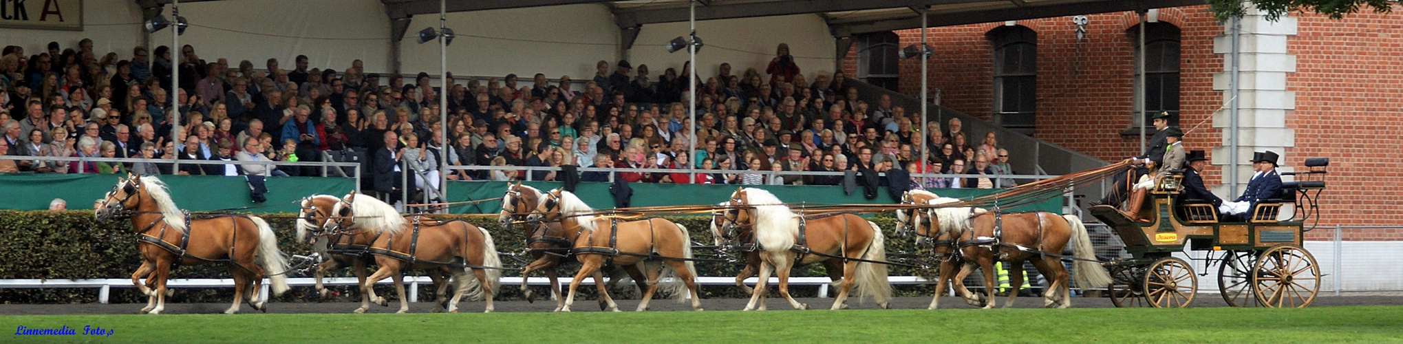 10  Spänner  Haflinger