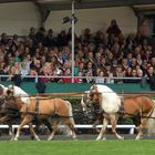 10  Spänner  Haflinger