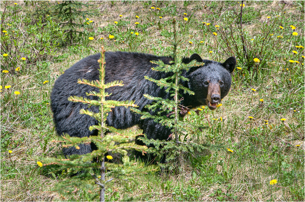 10. Tag: Canadian Wildlife