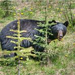 10. Tag: Canadian Wildlife