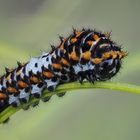 10 Tage alte Raupe des Schwalbenschwanz - Papilio machaon