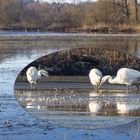 10 Wochen Silberreiher/Graureiher