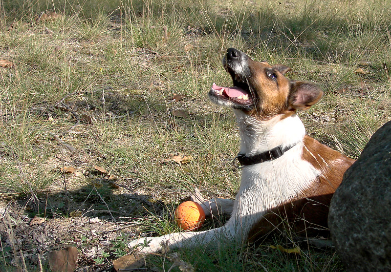 10 Wünsche eines Hundes an seinen Mensch :-))))