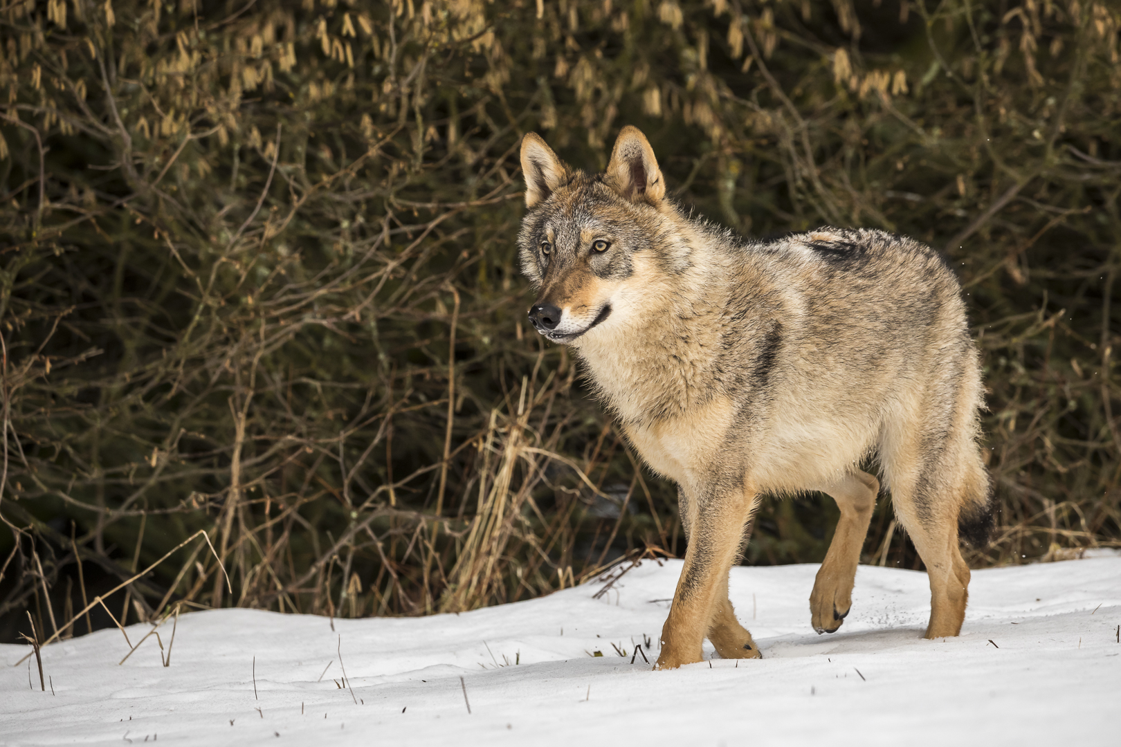 100 - 20180128 - Tschechien - _U8A8435