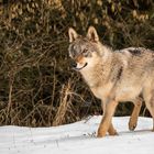 100 - 20180128 - Tschechien - _U8A8435